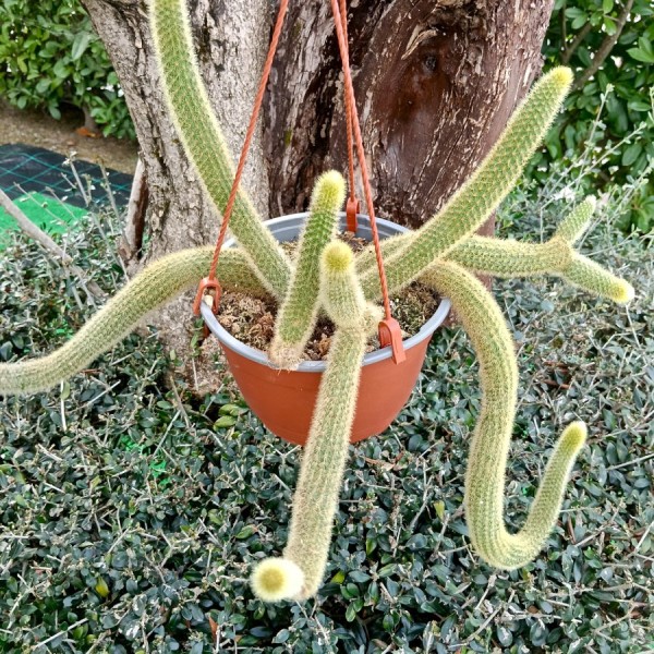 Stapelia Divaricata Rosa