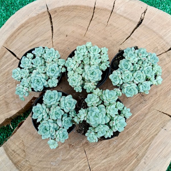 Echeveria Prolifica Hibrida