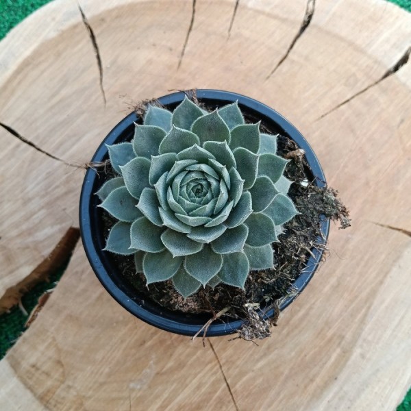 Sempervivum Belladonna