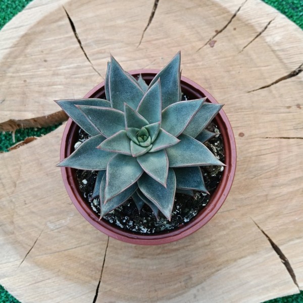 Echeveria Maya