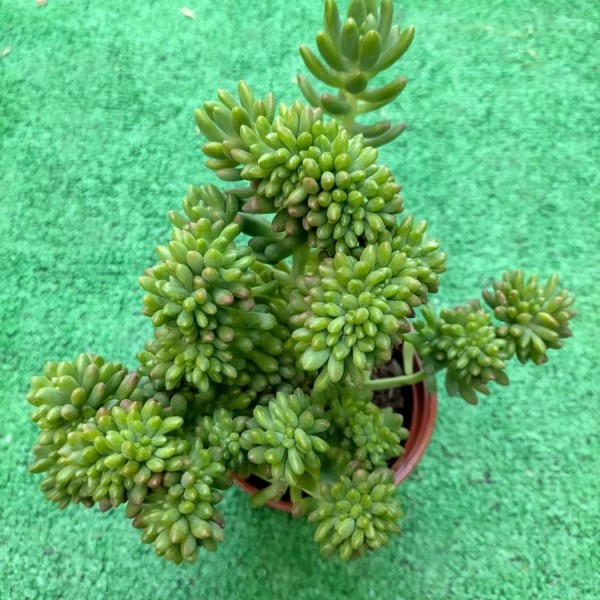 Sedum Corynephyllum Cristata