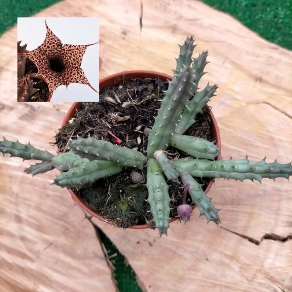 Huernia Barbata