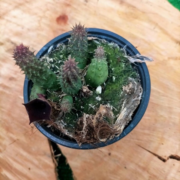 Huernia x Echidnopsis