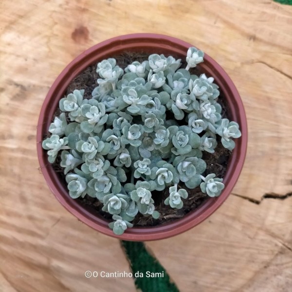 Sedum Spathulifolium Cape Blanco
