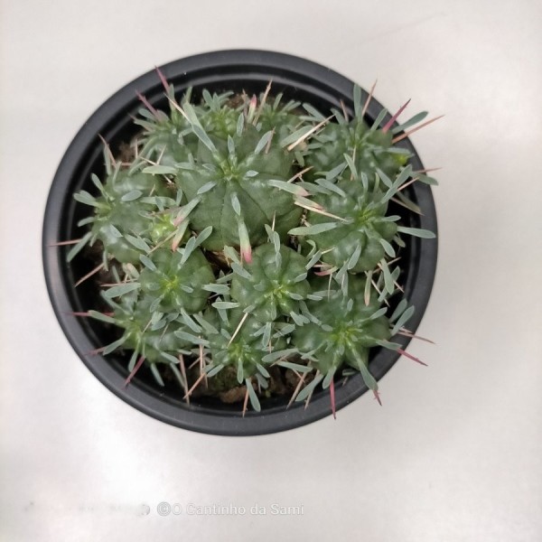 Euphorbia Melophormis
