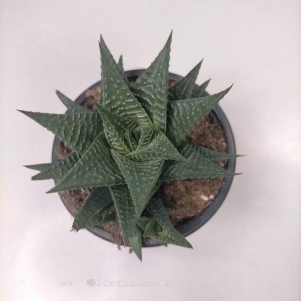 Haworthia Limifolia Spiralis